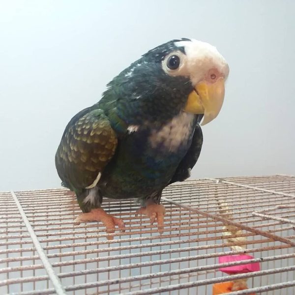 WHITE CAPPED PIONUS - Image 3