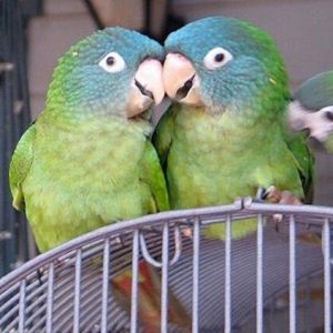 blue-crown-conure