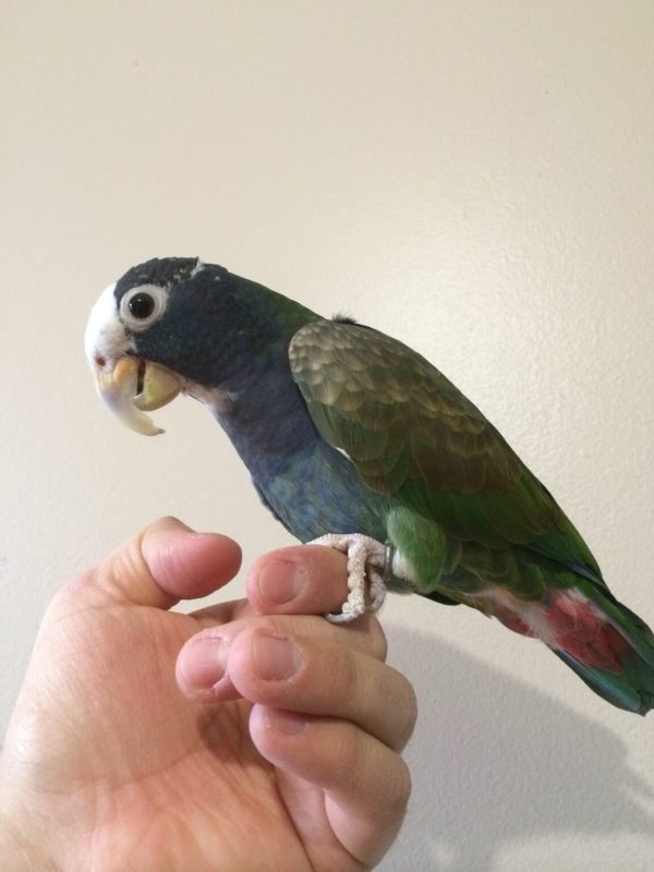 WHITE CAPPED PIONUS - Image 2