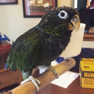 maximilian-pionus