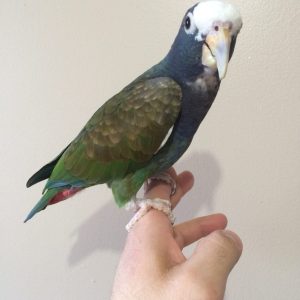 white-capped-pionus