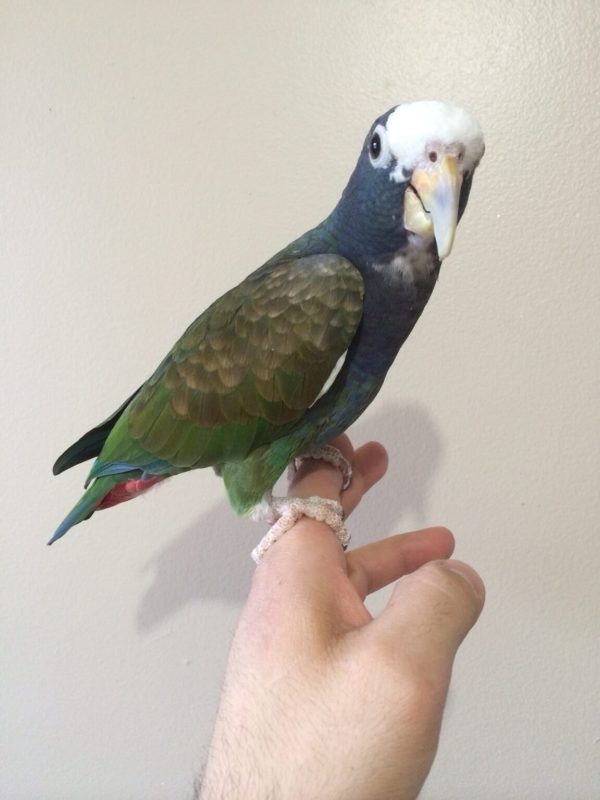 WHITE CAPPED PIONUS