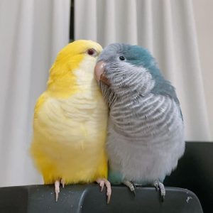 quaker-parrots