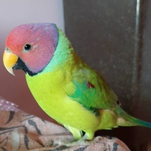 banti-plum-headed-parakeet