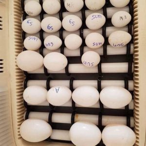Buy hyacinth macaw eggs
