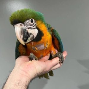 jina-baby-blue-and-gold-macaw