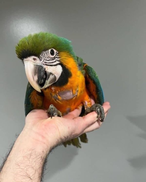 Jina – Baby Blue and Gold Macaw