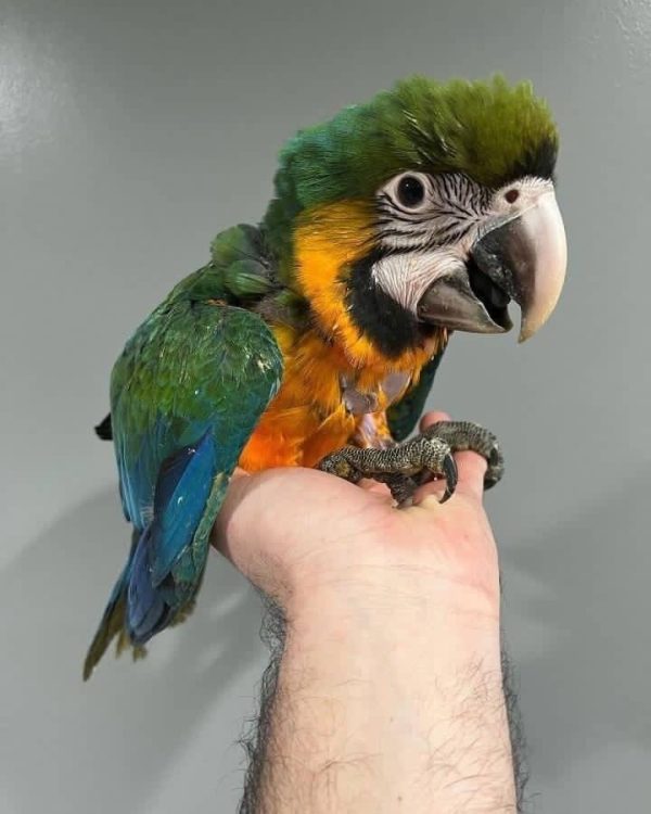 Jina – Baby Blue and Gold Macaw - Image 2