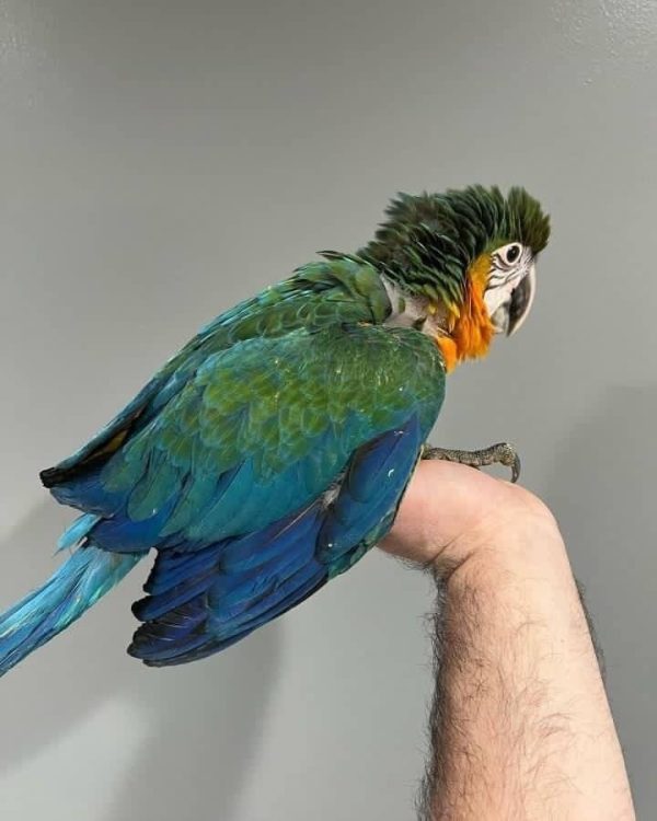 Jina – Baby Blue and Gold Macaw - Image 3
