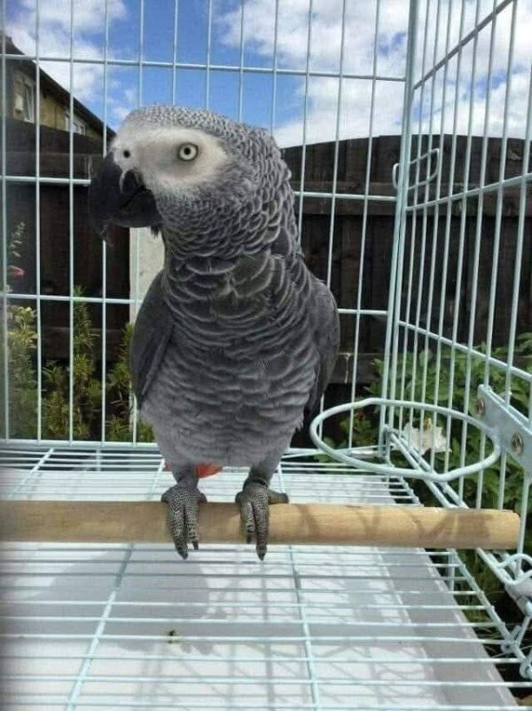 ALEXA – African Grey Parrot - Image 2