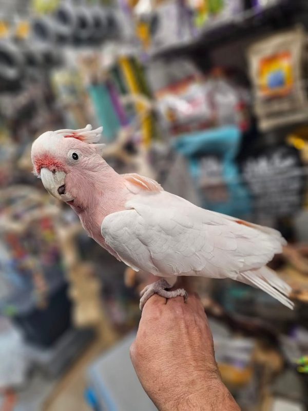 JOJO – Major Mitchell Cockatoo - Image 2