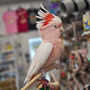 jojo-major-mitchell-cockatoo