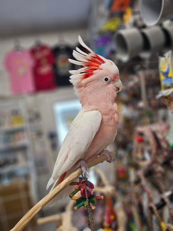 JOJO – Major Mitchell Cockatoo