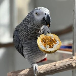alexa-african-grey-parrot