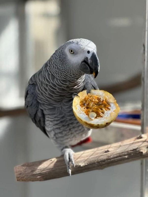 ALEXA – African Grey Parrot