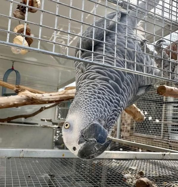 ALEXA – African Grey Parrot - Image 3