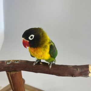 black-masked-lovebird