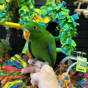 buddy-eclectus-parrots
