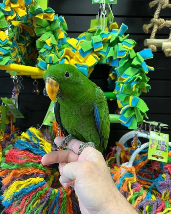 BUDDY – Eclectus parrots