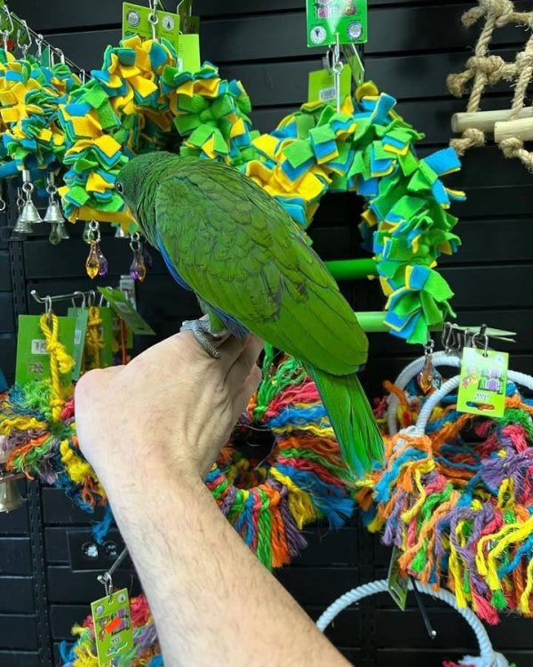 BUDDY – Eclectus parrots - Image 2