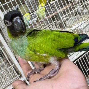 nanday-conure