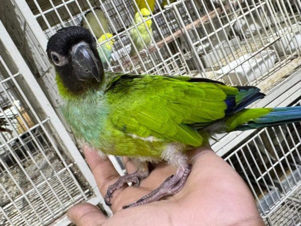 NANDAY CONURE