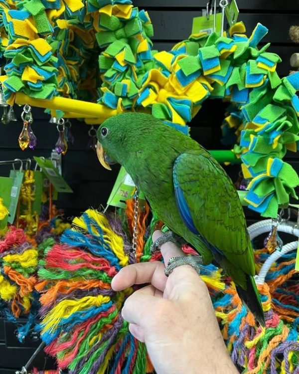 BUDDY – Eclectus parrots - Image 3