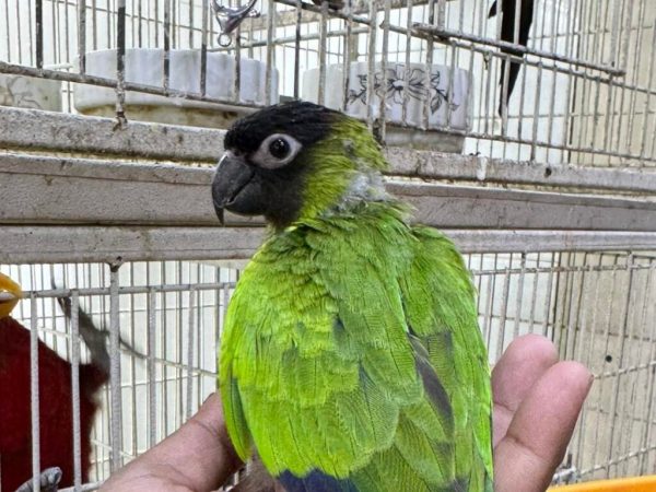NANDAY CONURE - Image 3