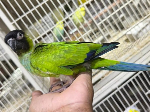 NANDAY CONURE - Image 2