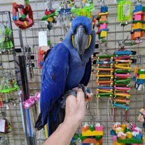 lexy-blue-hyacinth-macaw