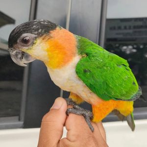 black-headed-caique