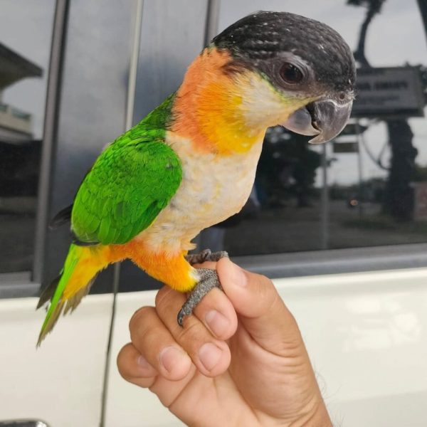 BLACK HEADED CAIQUE - Image 2