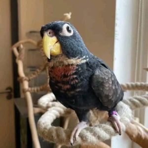 bronze-wing-pionus