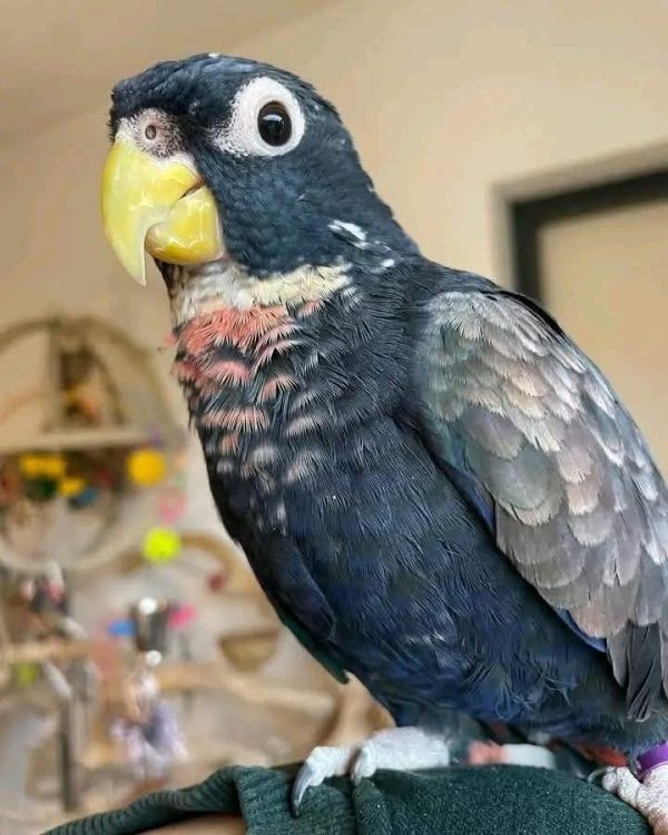 BRONZE WING PIONUS - Image 2