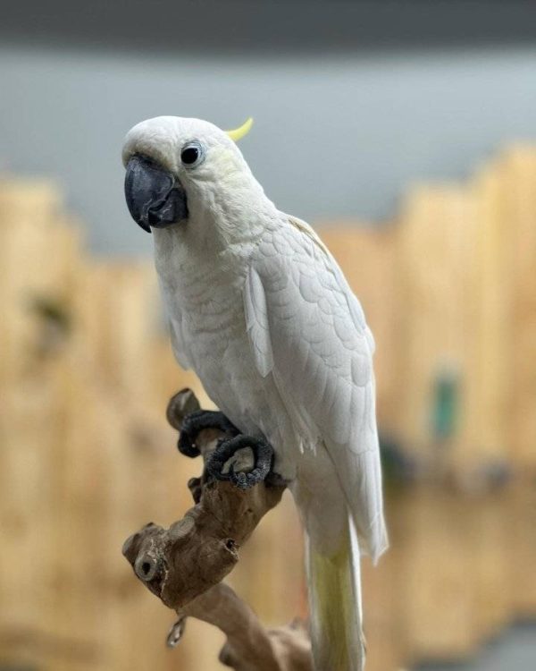MICKY – Sulphur-crested Cockatoo - Image 3