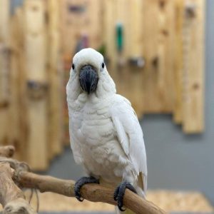 micky-sulphur-crested-cockatoo