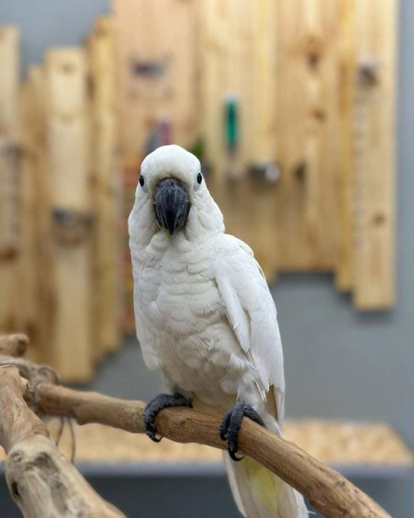 MICKY – Sulphur-crested Cockatoo