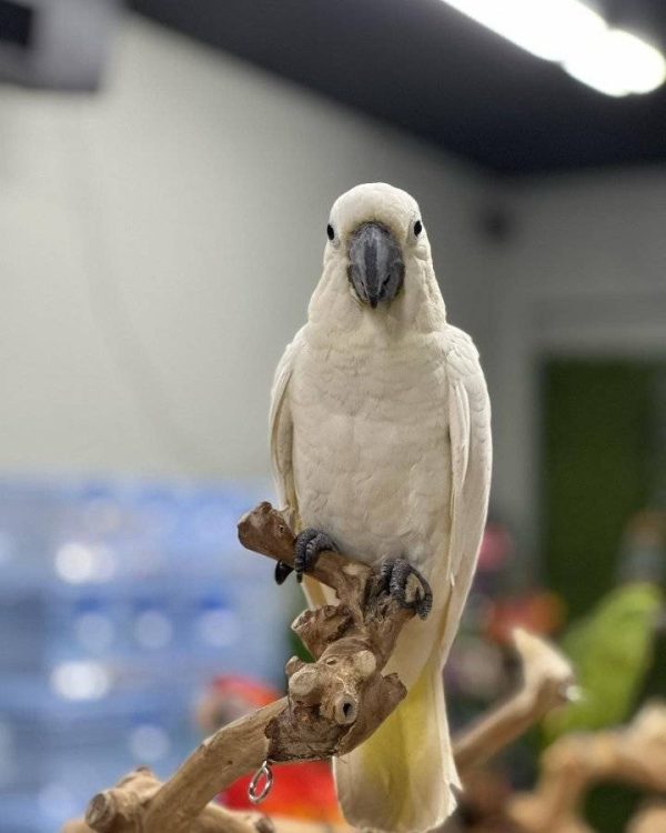 MICKY – Sulphur-crested Cockatoo - Image 2