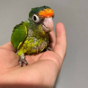 amina-baby-half-moon-conure