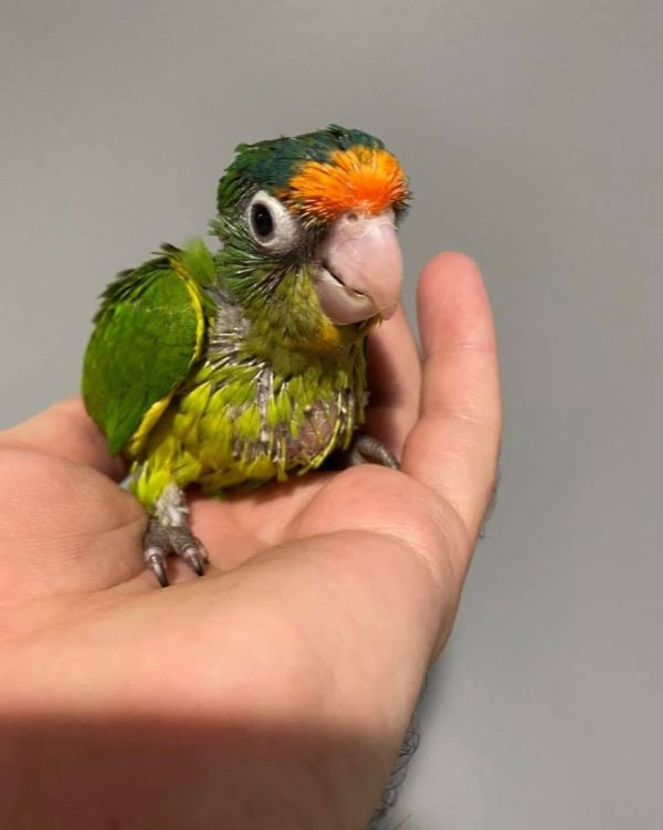 Amina – Baby Half moon conure