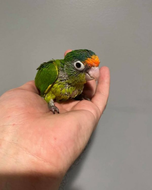 Amina – Baby Half moon conure - Image 3