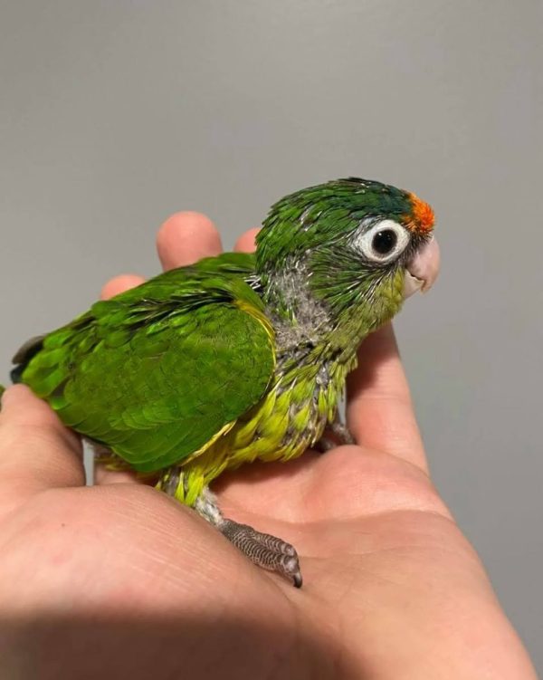 Amina – Baby Half moon conure - Image 2