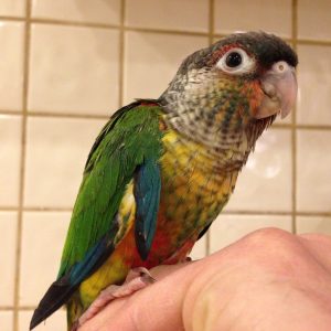 green-cheek-conure
