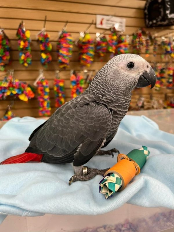 Livia – African grey - Image 2