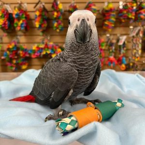 livia-african-grey