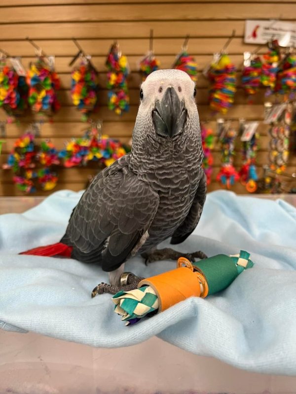Livia – African grey