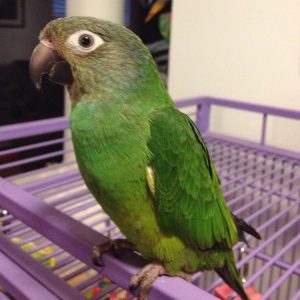 dusky-pionus