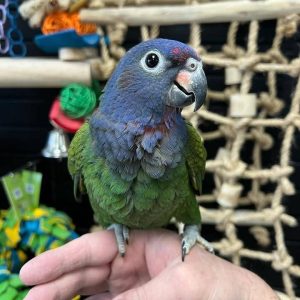 eclectus-parrot-female