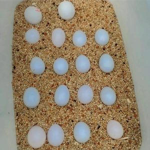 amazon-parr0t-eggs