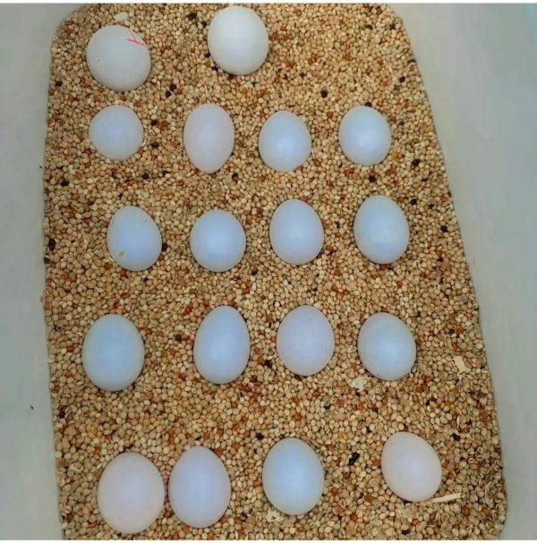 AMAZON PARR0T EGGS